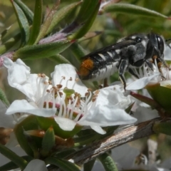 Megachile ferox (Resin bee) at Emu Creek - 15 Nov 2023 by JohnGiacon