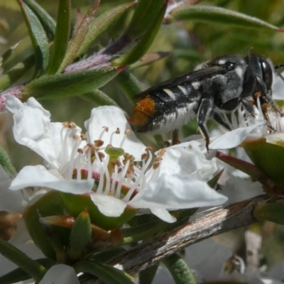 Megachile ferox (Resin bee) at Emu Creek Belconnen (ECB) - 15 Nov 2023 by JohnGiacon