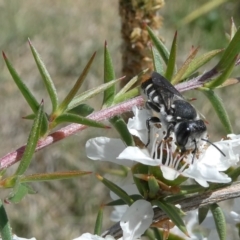 Megachile ferox at Emu Creek Belconnen (ECB) - 15 Nov 2023