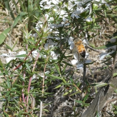 Apis mellifera (European honey bee) at Emu Creek - 15 Nov 2023 by JohnGiacon