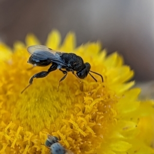 Chalcididae (family) at Holder, ACT - 15 Nov 2023 04:39 PM