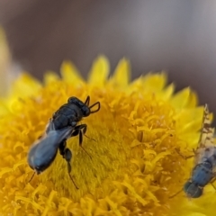 Chalcididae (family) at Holder, ACT - 15 Nov 2023 04:39 PM