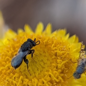 Chalcididae (family) at Holder, ACT - 15 Nov 2023