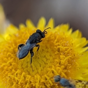 Chalcididae (family) at Holder, ACT - 15 Nov 2023 04:39 PM