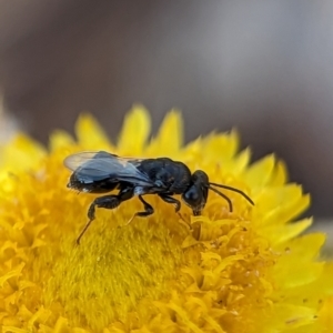 Chalcididae (family) at Holder, ACT - 15 Nov 2023 04:39 PM