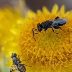 Chalcididae (family) at Holder, ACT - 15 Nov 2023 04:39 PM