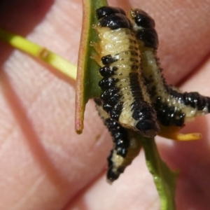 Paropsis atomaria at Emu Creek - 15 Nov 2023 02:07 PM