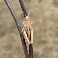 Praxibulus sp. (genus) (A grasshopper) at Symonston, ACT - 16 Nov 2023 by Shazw