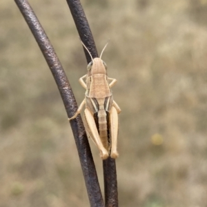 Praxibulus sp. (genus) at Symonston, ACT - suppressed