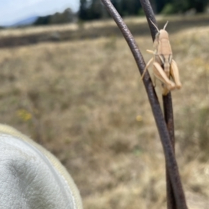 Praxibulus sp. (genus) at Symonston, ACT - suppressed