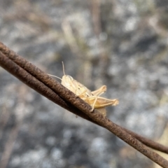 Praxibulus sp. (genus) at Symonston, ACT - 16 Nov 2023