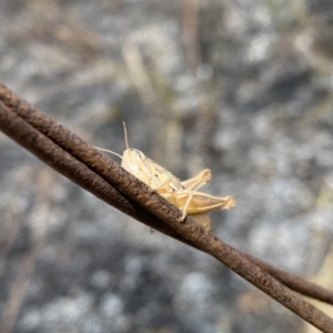 Praxibulus sp. (genus) at Symonston, ACT - 16 Nov 2023