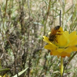 Apis mellifera at Undefined Area - 15 Nov 2023 02:00 PM