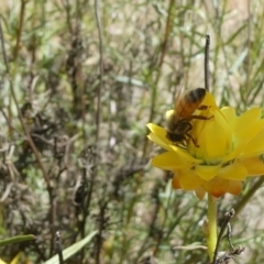 Apis mellifera (European honey bee) at Emu Creek Belconnen (ECB) - 15 Nov 2023 by JohnGiacon