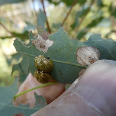 Paropsisterna cloelia (Eucalyptus variegated beetle) at Flea Bog Flat to Emu Creek Corridor - 15 Nov 2023 by JohnGiacon