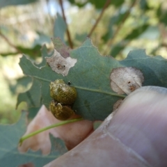 Paropsisterna cloelia (Eucalyptus variegated beetle) at Belconnen, ACT - 15 Nov 2023 by JohnGiacon