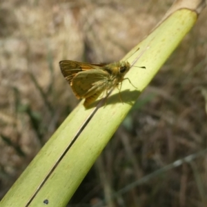 Ocybadistes walkeri at Flea Bog Flat to Emu Creek Corridor - 15 Nov 2023 01:50 PM