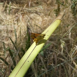 Ocybadistes walkeri at Flea Bog Flat to Emu Creek Corridor - 15 Nov 2023 01:50 PM