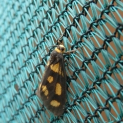 Asura cervicalis (Spotted Lichen Moth) at Tarrawanna, NSW - 13 Nov 2023 by JohnGiacon