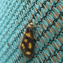 Unidentified Tiger moth (Arctiinae) at Tarrawanna, NSW - 13 Nov 2023 by JohnGiacon