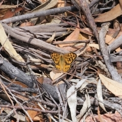 Heteronympha merope (Common Brown Butterfly) at Nerriga, NSW - 16 Nov 2023 by Csteele4