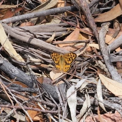 Heteronympha merope (Common Brown Butterfly) at QPRC LGA - 16 Nov 2023 by Csteele4