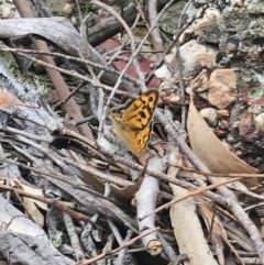 Heteronympha merope at QPRC LGA - 16 Nov 2023