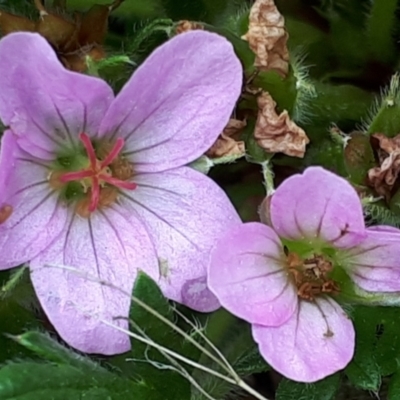 Geranium antrorsum (Rosetted Cranesbill) at Yaouk, NSW - 4 Nov 2023 by JARS