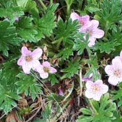 Geranium antrorsum at Yaouk, NSW - suppressed