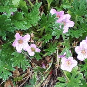 Geranium antrorsum at Yaouk, NSW - suppressed