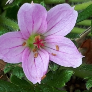 Geranium antrorsum at Yaouk, NSW - suppressed