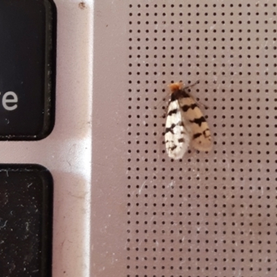 Iphierga melichrysa (A Case moth) at Rugosa - 21 Oct 2023 by SenexRugosus