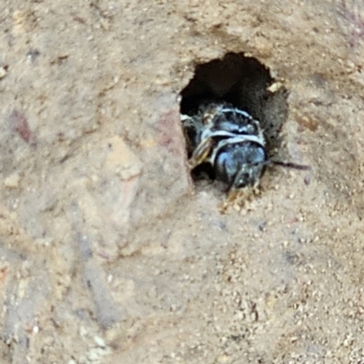 Lasioglossum (Chilalictus) sp. (genus & subgenus) (Halictid bee) at Amaroo, ACT - 16 Nov 2023 by Jiggy