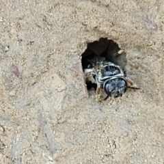 Lasioglossum (Chilalictus) sp. (genus & subgenus) at Amaroo, ACT - 16 Nov 2023 01:27 PM