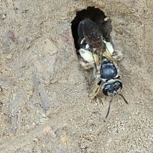 Lasioglossum (Chilalictus) sp. (genus & subgenus) at Amaroo, ACT - 16 Nov 2023 01:27 PM