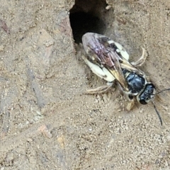 Lasioglossum (Chilalictus) sp. (genus & subgenus) at Amaroo, ACT - 16 Nov 2023 01:27 PM