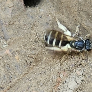 Lasioglossum (Chilalictus) sp. (genus & subgenus) at Amaroo, ACT - 16 Nov 2023 01:27 PM