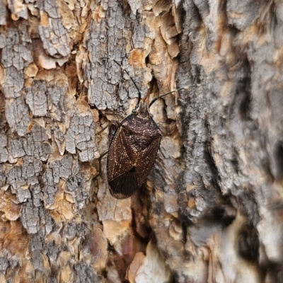 Amphaces sp. (genus) (Shield bug) at Nerriga, NSW - 16 Nov 2023 by Csteele4