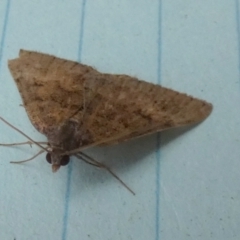 Unidentified Noctuoid moth (except Arctiinae) at QPRC LGA - 14 Nov 2023 by Paul4K