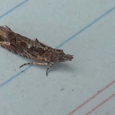 Strepsicrates sphenophora (A Totricid moth) at Boro - 15 Nov 2023 by Paul4K