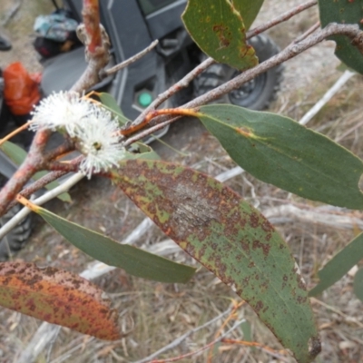 Eucalyptus pauciflora subsp. pauciflora (White Sally, Snow Gum) at Borough, NSW - 14 Nov 2023 by Paul4K