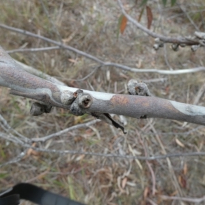 Eucalyptus pauciflora subsp. pauciflora at Boro - 15 Nov 2023