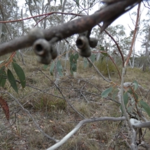 Eucalyptus pauciflora subsp. pauciflora at Boro - 15 Nov 2023