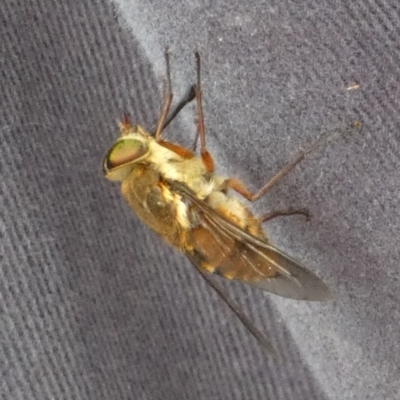 Tabanidae (family) (Unidentified march or horse fly) at Borough, NSW - 14 Nov 2023 by Paul4K