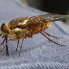 Tabanidae (family) at QPRC LGA - suppressed