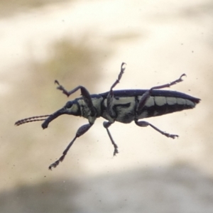 Rhinotia sp. (genus) at QPRC LGA - suppressed