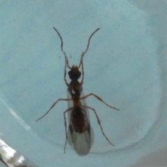 Formicidae (family) (Unidentified ant) at QPRC LGA - 15 Nov 2023 by Paul4K