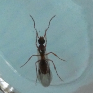 Formicidae (family) at Boro - 16 Nov 2023