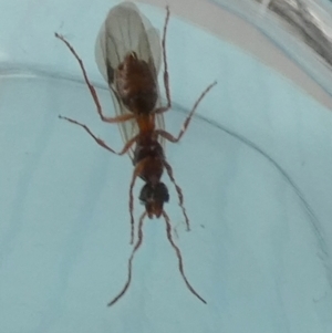 Formicidae (family) at Boro - 16 Nov 2023