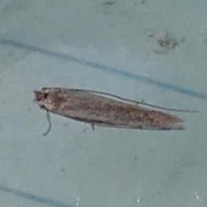Lepidoptera unclassified ADULT moth at Boro - 16 Nov 2023